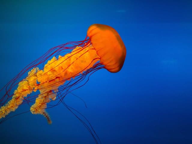 images